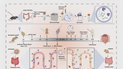 Biliverdin targeting TcdB-DRBD inhibits Clostridioides difficile virulence and restores gut microbiota in Mongolian gerbils (Meriones unguiculatus) featured image