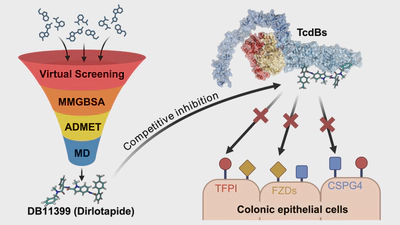 Virtual Screening and Multistage Computational Profiling of Small-Molecule Inhibitors Targeting Clostridioides difficile Toxin B featured image